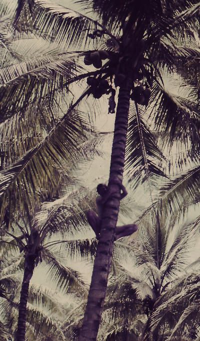 Climbing a Coconut
